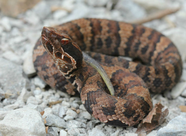 Cottonmouth